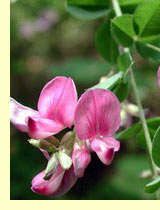 Леспедеца двухцветная (L. bicolor) Леспедеца двухцветная (L. bicolor)